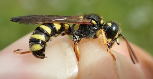 Cerceris flavilabris