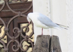 Chroicocephalus ridibundus