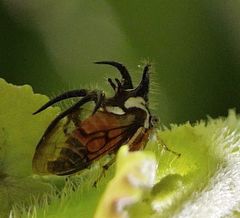 Cyphonia trifida