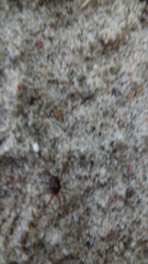 Erythraeoidea