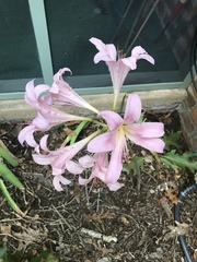 Lycoris squamigera