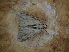 Pseudocoremia lupinata