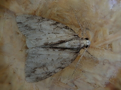 Pseudocoremia lupinata