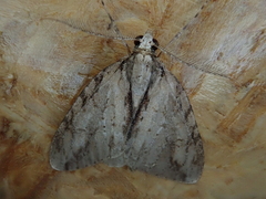 Pseudocoremia lupinata