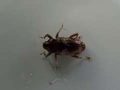 Mitrastethus baridioides