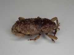 Mitrastethus baridioides