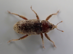 Mitrastethus baridioides