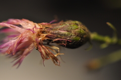 Centaurea arenaria