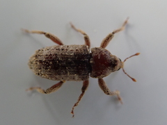 Mitrastethus baridioides