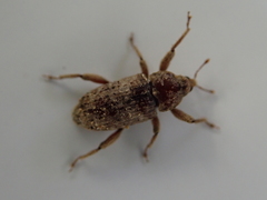 Mitrastethus baridioides