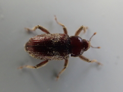 Mitrastethus baridioides