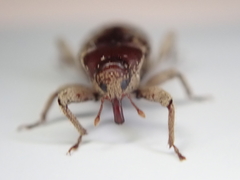 Mitrastethus baridioides