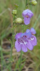 Penstemon neomexicanus