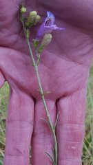 Penstemon neomexicanus