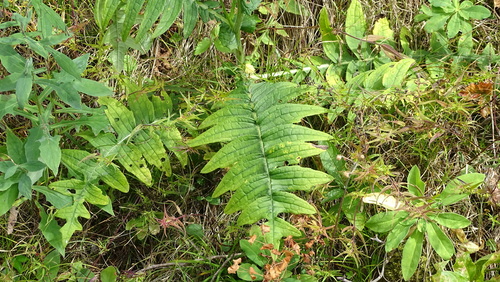 pichliač lepkavý (Cirsium erisithales)