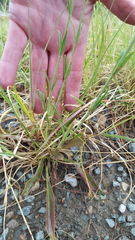 Penstemon neomexicanus