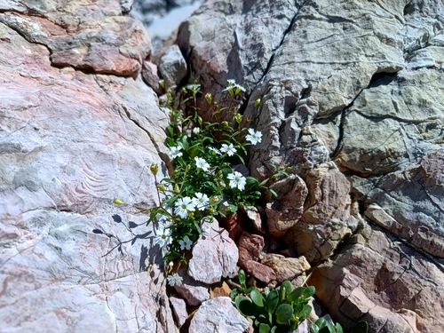 Image of Heliosperma pusillum by (c) Vladimír Fuka, some rights reserved (CC BY)