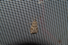 Scoparia basistrigalis