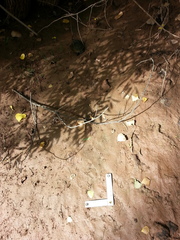 Kinosternon sonoriense