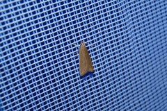 Helcystogramma rufescens