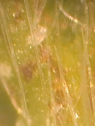 Ácaro-do-enfezamento