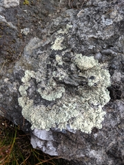 Arctoparmelia centrifuga