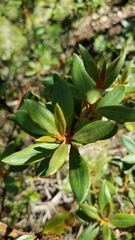 Comarostaphylis