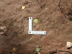 Kinosternon sonoriense