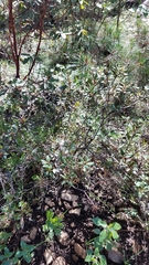 Comarostaphylis