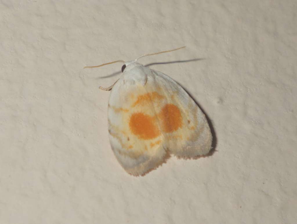 Nodozana picturata
