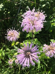 Monarda fistulosa