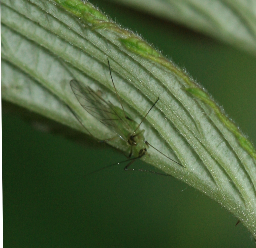 Amphorophora idaei