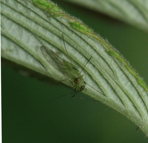 Amphorophora idaei