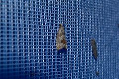 Notocelia uddmanniana