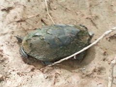 Kinosternon sonoriense