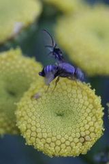 Anomoia purmunda