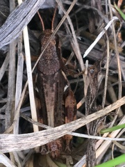 Melanoplus fasciatus