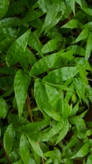 Oplismenus hirtellus setarius