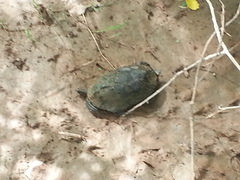 Kinosternon sonoriense