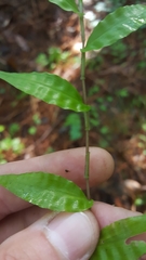 Oplismenus hirtellus setarius