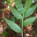 Pasto Sombra - Photo (c) Nate Hartley, algunos derechos reservados (CC BY-NC), subido por Nate Hartley