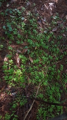 Oplismenus hirtellus setarius
