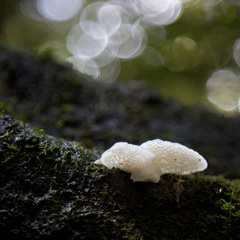 Favolaschia pustulosa