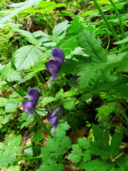 Aconitum degenii
