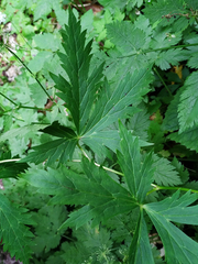 Aconitum degenii
