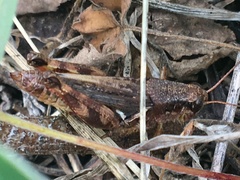 Melanoplus fasciatus