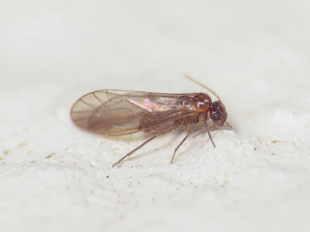 Pseudopsocus meridionalis