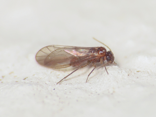 Pseudopsocus meridionalis