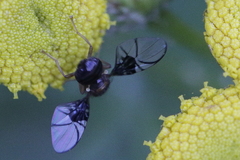 Anomoia purmunda