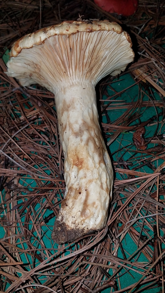 Lactarius mexicanus